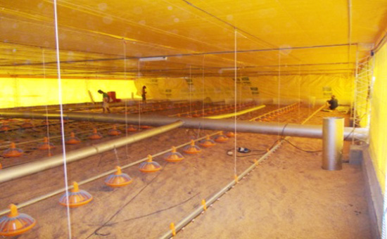 Estufa para Avicultura